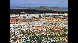 Flowering Desert of South Africa  Namaqualand Northern Cape [upl. by Odlavu]