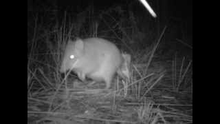 Longnosed Potoroo Nadgee Nature Reserve [upl. by Clywd]