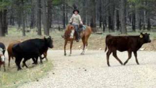 Taos Journal  Blue Heeler herding cattle [upl. by Zeuqcaj]