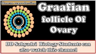 Graafian Follicle Histology of Ovary class 12Human reproductionMaharashtra BOARDCBSENEETNCERT [upl. by Aicella]