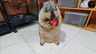 I loved the sound of marmots chewing tomatoes [upl. by Atisusej]