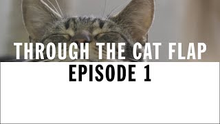 Welcome to the Cattery  Through The Cat Flap  S1  Episode 1 [upl. by Thorner]