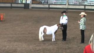 Iowa State Fair 2013 4H Miniature Horse Showmanship Champion [upl. by Anailil]