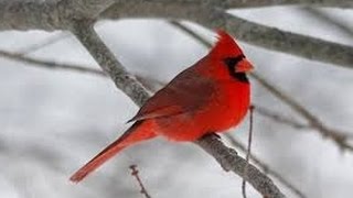 OFFICIAL VIDEO NORTHERN CARDINAL UNIQUE BIRD CALL SINGING [upl. by Roley]