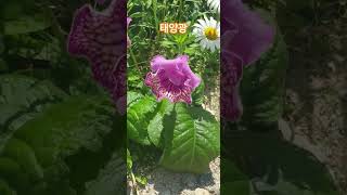 태양광 스트렙토카르푸스 streptocarpus plants flowers [upl. by Riordan]