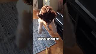 Cute dog gets a severe case of the ZOOMIES 🐾 funnydog cutedog dog dogcomedy [upl. by Huang]