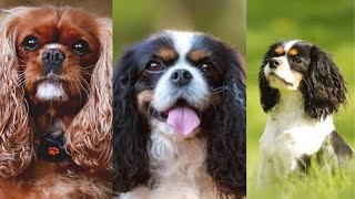 Cavalier king charles spaniel  Funny and Cute dog video compilation in 2022 [upl. by Ahar]