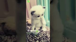 Short Funny Cat Video shorts funnycats cat catshorts [upl. by Biles]