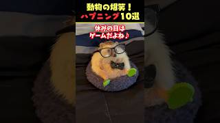 Xで85億回バズった動物ハプニング動画10選！10 Animal Happenings Videos That Got 850 Million Buzz on X犬猫動物shorts [upl. by Abil]