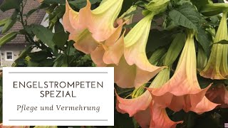 DIYGARTENTIPP ENGELSTROMPETEN Tipps zu Pflege amp Vermehrung mit Buchtipp von Margit Strak [upl. by Naujet]