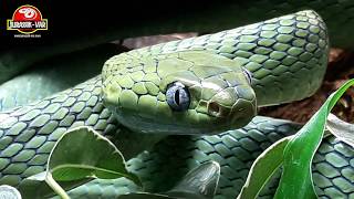 Boiga cyanea female [upl. by Ahsienroc]