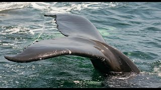 Une baleine piégée par des filets dans les eaux sénégalaises [upl. by Latsyrd535]