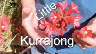 Little Kurrajong Tree  Brachychiton bidwilli Plant Australia [upl. by Yenffit]