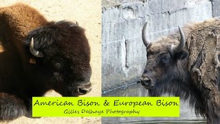 American Bison amp European Bison  The Differences  By GDelhaye Photography [upl. by Ardua]