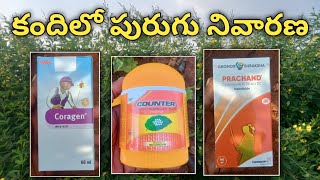 కందిలో పురుగు నివారణ  coragen insecticide  counter insecticide  prachand insecticide [upl. by Ybab]