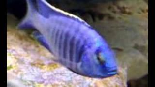 Copadichromis Azureus quotNkhomo Reefquot [upl. by Rabassa724]