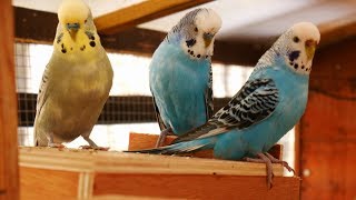 Over 2 Hours of Budgies Playing Singing and Talking in their Aviary [upl. by Rambort]