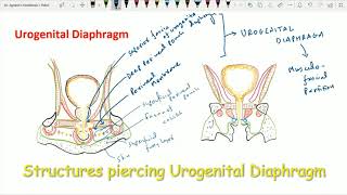 Urogenital Triangle 7 Urogenital Diaphragm [upl. by Ynahteb]