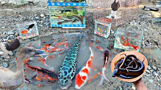 Find monster toman fish catfish koi fish ornamental fish betta fish glofish molly fish eels [upl. by Nigel71]