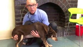 How to lift a dog after surgery [upl. by Attenov]