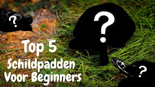 Top 5 Schildpadden Voor Beginners [upl. by Lyndsay]