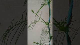 Cypress vineblooming clips flowers cypressvine viralvideo shorts plants [upl. by Ratcliff]