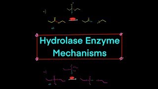 Types of Hydrolase Enzymes w Mechanisms peptidase nuclease lipase glycosylase phosphatase [upl. by Lemmuela]