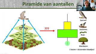 Bio  Voedselpiramides Piramide van aantallen en gewicht biomassa  Ecologie onderbouw 1 [upl. by Samson]