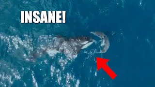 Killer Whale Attacks and Eats Great White Shark in 2 Minutes  INSANE FOOTAGE [upl. by Ennoirb]