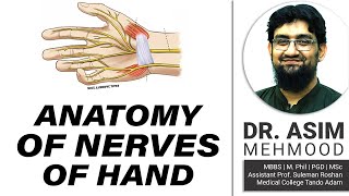 Anatomy of Nerves of Hand  Hindi  Urdu [upl. by Nosneb]