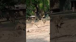 1 Baboon Vs 5 Dogs Fight Part1 wildlifefights baboonvideos baboonattack [upl. by Shepherd221]