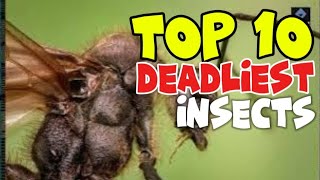 Top 10 Deadliest Insects You Should Avoid [upl. by Aikcin]