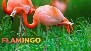 Adorable Flamingos 4K  Beyond Cuteness Delving into the Surprising Facts of Adorable Flamingos [upl. by Phenica]