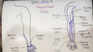 Venous Drainage of Complete Upper Limb  Dr Ali  Doctor Z [upl. by Nika]