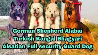 German Shepherd Alabai Turkish Kangal Bhagyari a lot of Security Guard Dogs 03139393944 [upl. by Atnas]