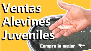 Alevines Juveniles de Tilapia 💧Cría de Calidad de Nuestra Famosa Granja [upl. by Atteve269]