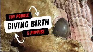 7 Pound Dog Giving Birth To Puppy CLOSE UP  Helping The Teacup Cavapoo Give Birth To5 Puppies [upl. by Balcke855]