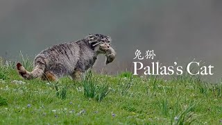 兔狲 Pallas s Cat hunting Plateau Pika [upl. by Myrlene]