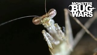 House Centipede Vs Swift Tree Mantis  MONSTER BUG WARS [upl. by Enneyehs]