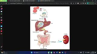 Qúa trình chuyển hóa billirubin [upl. by Blondie]