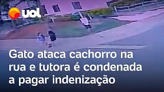 Gato ataca cachorro que passeava com dona e tutora é condenada a pagar indenização no DF vídeo [upl. by Htebazie]