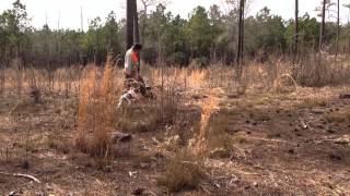 Upland Bird Hunting in North Carolina [upl. by Llohcin]