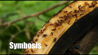 Understanding Symbiosis Commensalism Mutualism amp Parasitism Explained [upl. by Bennet772]