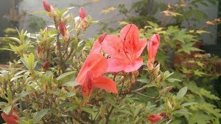 Azaleas Rhododendrons [upl. by Ttennej]