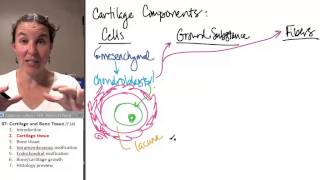 Bone  Cartilage 2 Cartilage tissue [upl. by Maridel]