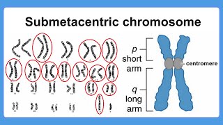 submetacentric chromosome [upl. by Melesa]