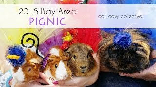 Guinea pigs at the 2015 Marin Bay Area Pignic [upl. by Cornelia]