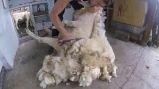 Blade shearing a Stroppy Perendale Ewe [upl. by Brenna]