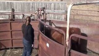 Cattle Handling for Backgrounding Feedlots [upl. by Kristi]