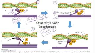 Latch mechanism smooth muscle Simplified view [upl. by Ennylhsa]